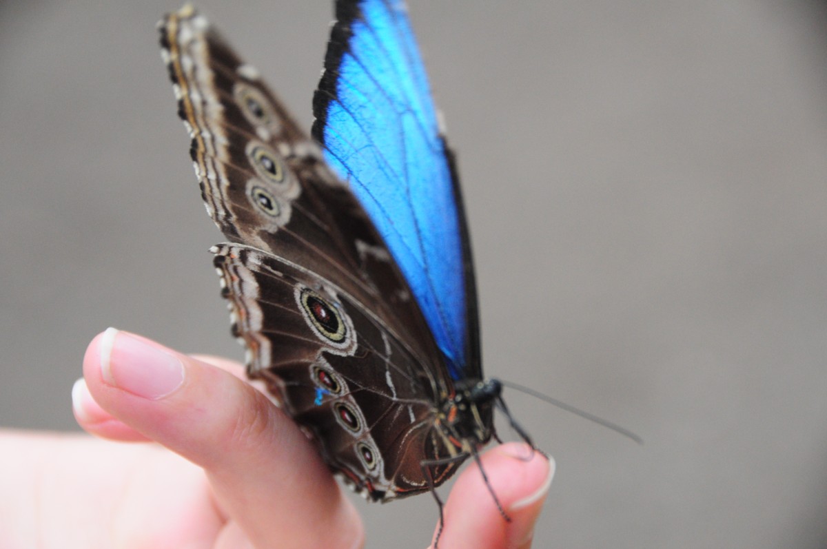 Butterfly static path